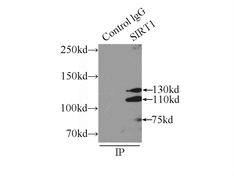 IP Result of anti-SIRT1 (IP:Catalog No:115241, 4ug; Detection:Catalog No:115241 1:500) with mouse testis tissue lysate 8000ug.