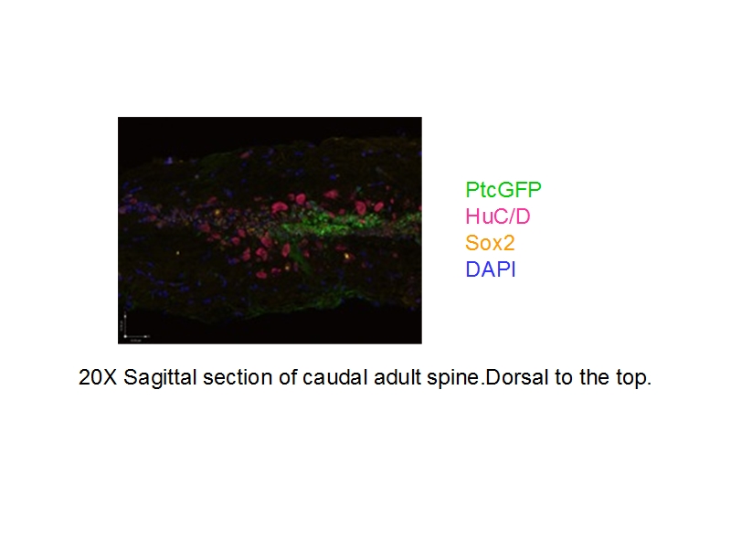 IF result of anti-SOX2 (Catalog No:115515) with the spine of zebrafish by Dr. Caroline.