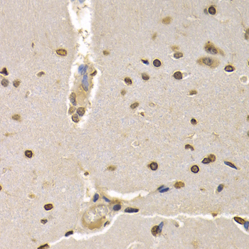 Immunohistochemistry - Histone H4 Polyclonal Antibody 