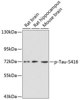 Western blot - Phospho-Tau-S416 pAb 