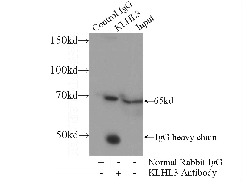IP Result of anti-KLHL3 (IP:Catalog No:112102, 4ug; Detection:Catalog No:112102 1:700) with HepG2 cells lysate 2800ug.