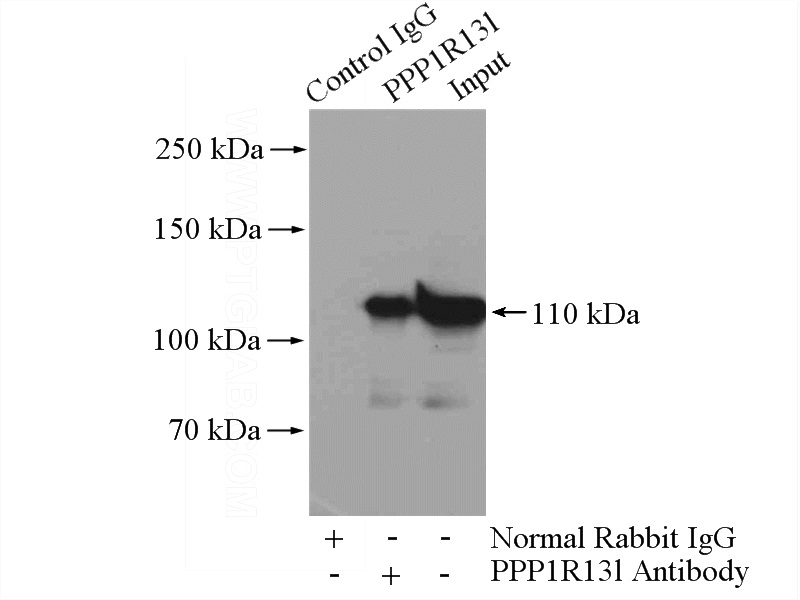 IP Result of anti-PPP1R13L (IP:Catalog No:114149, 4ug; Detection:Catalog No:114149 1:1000) with PC-3 cells lysate 1040ug.