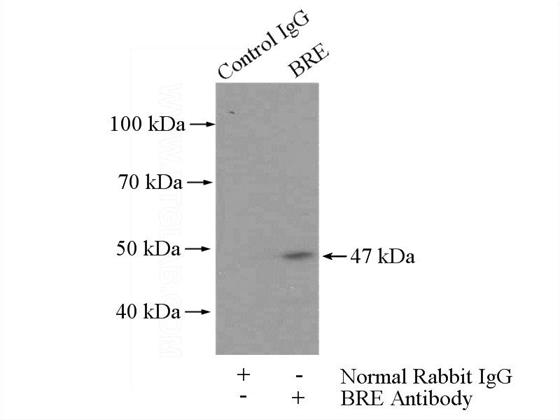 IP Result of anti-BRE (IP:Catalog No:117232, 4ug; Detection:Catalog No:117232 1:500) with PC-3 cells lysate 2400ug.