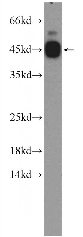 mouse heart tissue were subjected to SDS PAGE followed by western blot with Catalog No:109248(CEBPG Antibody) at dilution of 1:300