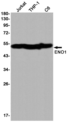 Western blot detection of ENO1 in Jurkat,THP-1,C6 cell lysates using ENO1 Rabbit pAb(1:1000 diluted).Predicted band size:47KDa.Observed band size:47KDa.