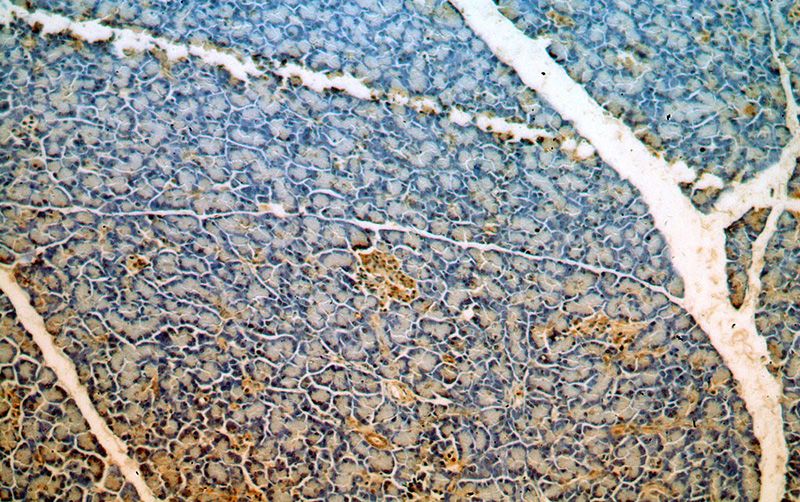 Immunohistochemical of paraffin-embedded human pancreas using Catalog No:112754(MPPED1 antibody) at dilution of 1:50 (under 10x lens)