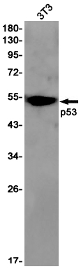 Western blot detection of p53 in 3T3 cell lysates using p53 Rabbit pAb(1:1000 diluted).Predicted band size:44kDa.Observed band size:53kDa.