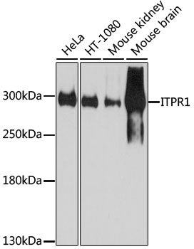 Western blot - ITPR1 Polyclonal Antibody 
