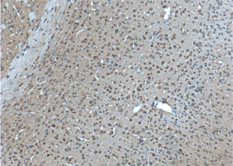 Immunohistochemistry of paraffin-embedded mouse brain tissue slide using Catalog No:111134(GPR75 Antibody) at dilution of 1:100 (under 10x lens). heat mediated antigen retrieved with Tris-EDTA buffer(pH9).
