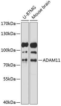 Western blot - ADAM11 Polyclonal Antibody 