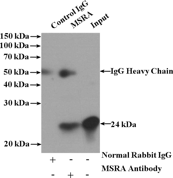 IP Result of anti-MSRA (IP:Catalog No:112875, 4ug; Detection:Catalog No:112875 1:600) with mouse kidney tissue lysate 4000ug.