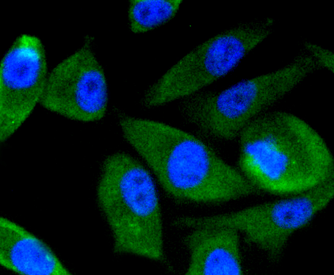 Immunofluorescence - PIK3R3 Monoclonal Antibody 