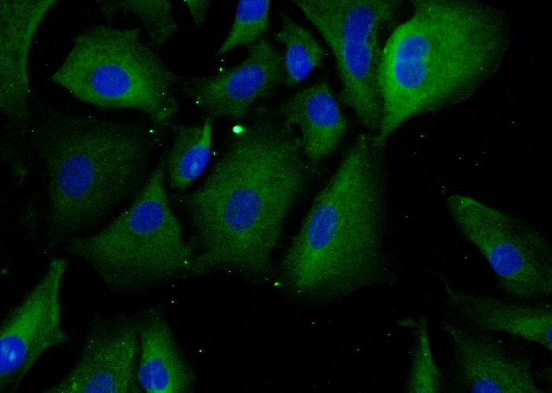 Immunofluorescent analysis of (-20oc Ethanol) fixed A549 cells using Catalog No:115038(SAA2 Antibody) at dilution of 1:25 and Alexa Fluor 488-congugated AffiniPure Goat Anti-Rabbit IgG(H+L)