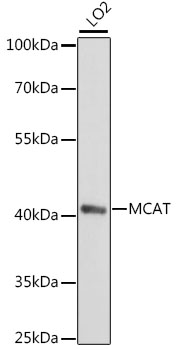 Western blot - MCAT Polyclonal Antibody 