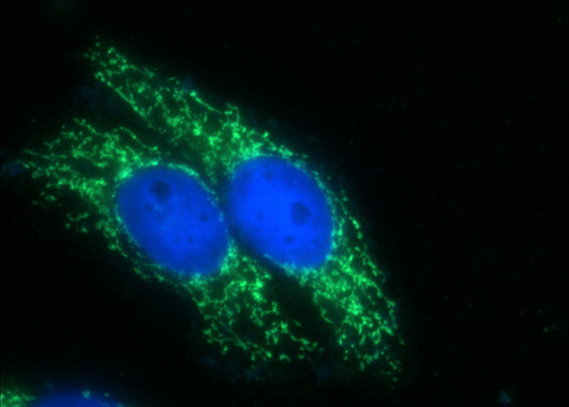 Immunofluorescent analysis of HepG2 cells using Catalog No:117041(ZFP36L1 Antibody) at dilution of 1:50 and Alexa Fluor 488-congugated AffiniPure Goat Anti-Rabbit IgG(H+L)