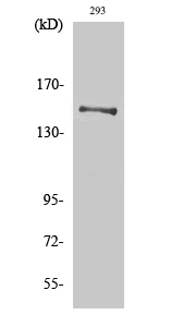 Fig1:; Western Blot analysis of various cells using YEATS2 Polyclonal Antibody. Secondary antibody（catalog#: HA1001) was diluted at 1:20000 cells nucleus extracted by Minute TM Cytoplasmic and Nuclear Fractionation kit (SC-003,Inventbiotech,MN,USA).