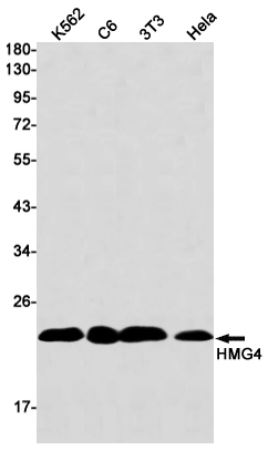 Western blot detection of HMG4 in K562,C6,3T3,Hela cell lysates using HMG4 Rabbit mAb(1:1000 diluted).Predicted band size:23kDa.Observed band size:23kDa.