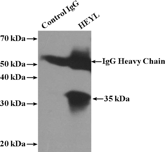 IP Result of anti-HEYL (IP:Catalog No:111310, 4ug; Detection:Catalog No:111310 1:300) with HeLa cells lysate 2600ug.