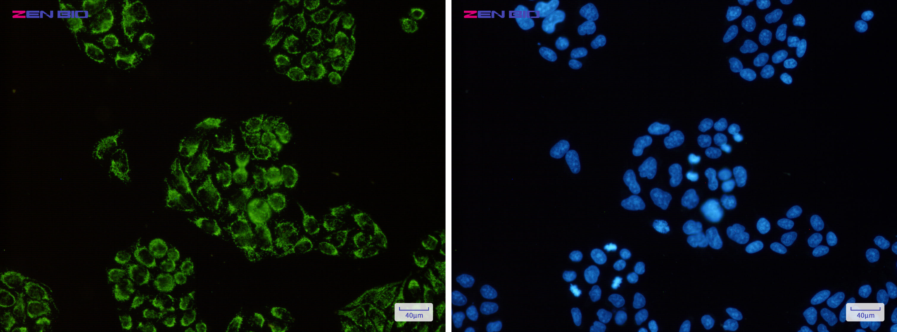 Immunocytochemistry of Citrate synthetase(green) in Hela cells using Citrate synthetase Rabbit pAb at dilution 1/50, and DAPI(blue)