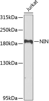 Western blot - NIN Polyclonal Antibody 