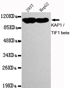 Western blot detection of KAP1 / TIF1 beta in 293T and HepG2 cell lysates using KAP1 / TIF1 beta mouse mAb (1:1000 diluted).Observed band size: 110KDa.