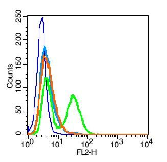 Fig1: Blank control: HUVEC cells(blue).; Primary Antibody:Rabbit Anti-CD62p antibody , Dilution: 1μg in 100 μL 1X PBS containing 0.5% BSA;; Isotype Control Antibody: Rabbit IgG(orange) ,used under the same conditions );; Secondary Antibody: Goat anti-rabbit IgG-PE(white blue), Dilution: 1:200 in 1 X PBS containing 0.5% BSA.; Protocol; The cells were fixed with 2% paraformaldehyde (10 min) .Primary antibody ( 1μg /1x10^6 cells) were incubated for 30 min on the ice, followed by 1 X PBS containing 0.5% BSA + 1 0% goat serum (15 min) to block non-specific protein-protein interactions. Then the Goat Anti-rabbit IgG/PE antibody was added into the blocking buffer mentioned above to react with the primary antibody at 1/200 dilution for 30 min on ice. Acquisition of 20,000 events was performed.