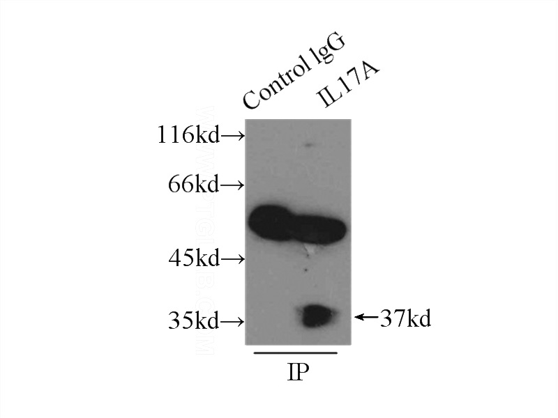 IP Result of anti-IL17A (IP:Catalog No:111762, 3ug; Detection:Catalog No:111762 1:300) with U-937 cells lysate 6500ug.