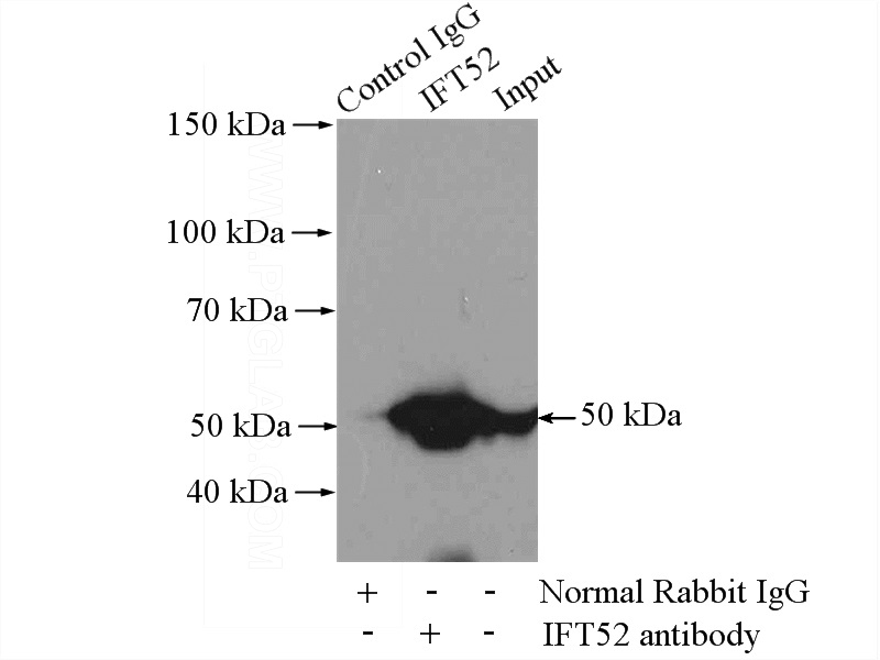 IP Result of anti-IFT52 (IP:Catalog No:111669, 4ug; Detection:Catalog No:111669 1:1000) with mouse testis tissue lysate 4000ug.