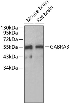 Western blot - GABRA3 Polyclonal Antibody 