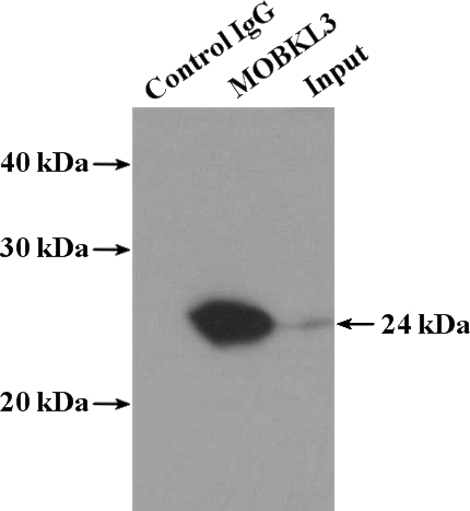 IP Result of anti-MOBKL3 (IP:Catalog No:112722, 4ug; Detection:Catalog No:112722 1:300) with K-562 cells lysate 4000ug.