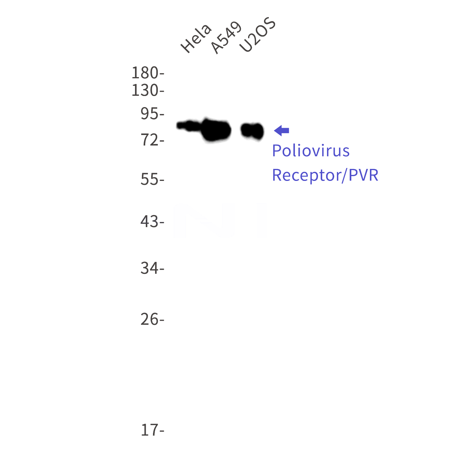 Western blot detection of  Poliovirus Receptor/PVR in Hela,A549,U2OS cell lysates using Poliovirus Receptor/PVR Rabbit mAb(1:1000 diluted).Predicted band size:45kDa.Observed band size:60-80kDa.