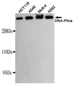 Western blot detection of DNA-PKcs in K562,Molt-4,A549 and HCT116 cell lysates using DNA-PKcs mouse mAb (1:1000 diluted).Predicted band size:450KDa.Observed band size:450KDa.