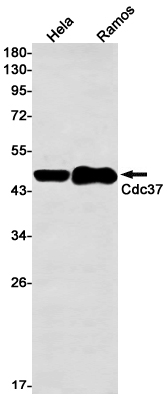 Western blot detection of Cdc37 in Hela,Ramos cell lysates using Cdc37 Rabbit mAb(1:1000 diluted).Predicted band size:45kDa.Observed band size:45kDa.