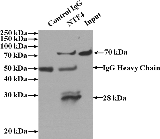 IP Result of anti-NTF4 (IP:Catalog No:113134, 4ug; Detection:Catalog No:113134 1:300) with A431 cells lysate 2800ug.