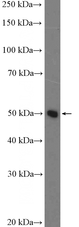 HepG2 cells were subjected to SDS PAGE followed by western blot with Catalog No:113491(PAH Antibody) at dilution of 1:600