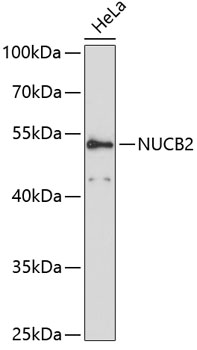Western blot - NUCB2 Polyclonal Antibody 