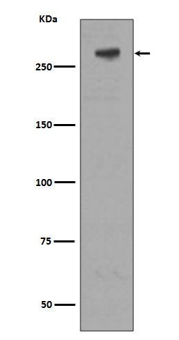 Western blot analysis of extracts of M6PR expression in Jurkat cell lysate.