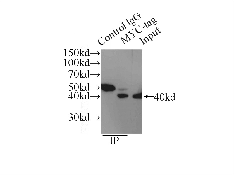 IP Result of anti-MYC-tag (IP:Catalog No:117334, 4ug; Detection:Catalog No:117334 1:1000) with Transfected HEK-293 cells lysate 300ug.