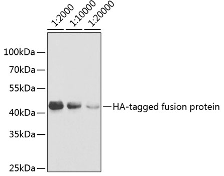 Western blot - Rabbit anti HA-Tag pAb 