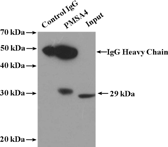 IP Result of anti-PSMA4 (IP:Catalog No:114375, 4ug; Detection:Catalog No:114375 1:500) with BxPC-3 cells lysate 2800ug.