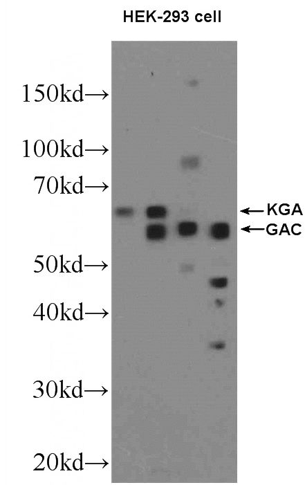 HEK-293 cells were subjected to SDS PAGE followed by western blot with Catalog No:112034(GLS Antibody) at dilution of 1:600