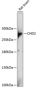 Western blot - CHD2 Polyclonal Antibody 