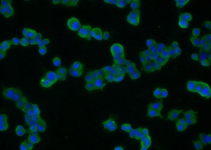 Immunofluorescent analysis of PC-12 cells using Catalog No:115445(SNAP Antibody) at dilution of 1:25 and Alexa Fluor 488-congugated AffiniPure Goat Anti-Rabbit IgG(H+L)