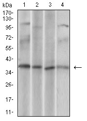 Fig3: Western blot analysis of CD68 on different cell lysate using anti-CD68 antibody at 1/1,000 dilution.; Positive control: Line1: U937 Line1: Hela Line2: HepG2 Line3: Jurkat