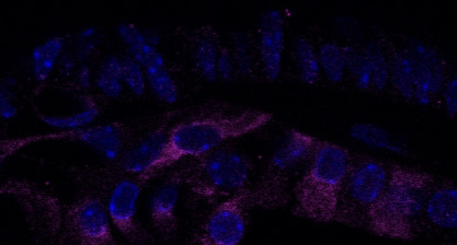 IF result of anti-CAPRIN1(Catalog No:108839, 1:200) with Cochlear cryosections by Dr. Emily Towers. CAPRIN1, purple; DAPI, blue.