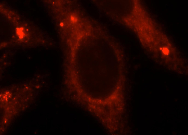 Immunofluorescent analysis of HepG2 cells, using GNB2 antibody Catalog No:110995 at 1:25 dilution and Rhodamine-labeled goat anti-rabbit IgG (red).