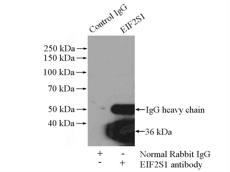 IP Result of anti-EIF2S1 (IP:Catalog No:110187, 4ug; Detection:Catalog No:110187 1:1000) with HepG2 cells lysate 2400ug.