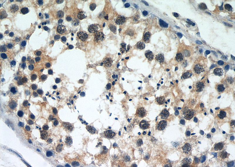 Immunohistochemistry of paraffin-embedded human testis slide using Catalog No:115208(SERPINE2 Antibody) at dilution of 1:50