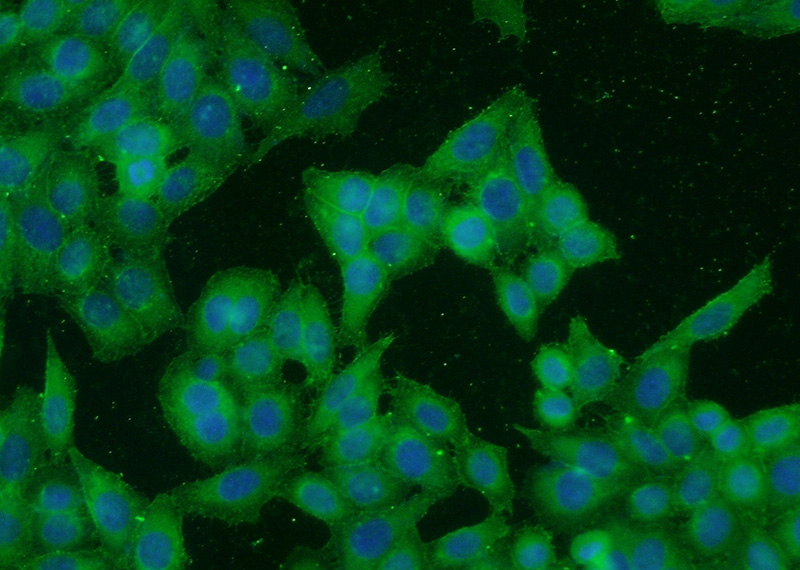 Immunofluorescent analysis of HeLa cells using Catalog No:109157(CDC2-Specific Antibody) at dilution of 1:50 and Alexa Fluor 488-congugated AffiniPure Goat Anti-Rabbit IgG(H+L)