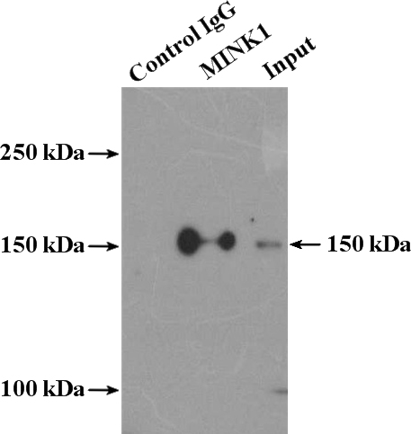 IP Result of anti-MINK1 (IP:Catalog No:112623, 4ug; Detection:Catalog No:112623 1:300) with mouse brain tissue lysate 4000ug.